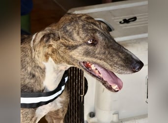 Dolar -  lässt sich gerne anfassen, aufmerksam und lernwillig