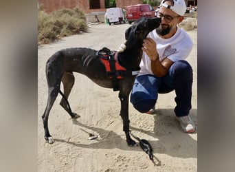 Hank - lässt sich gerne anfassen, zutraulich und freundlich