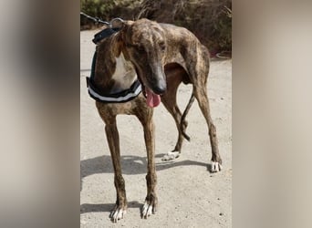 Dolar -  lässt sich gerne anfassen, aufmerksam und lernwillig