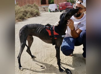 Hank - lässt sich gerne anfassen, zutraulich und freundlich