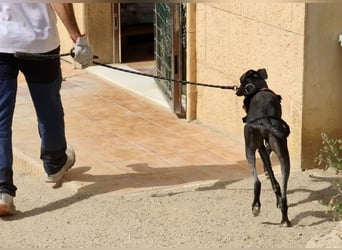 Hank - lässt sich gerne anfassen, zutraulich und freundlich
