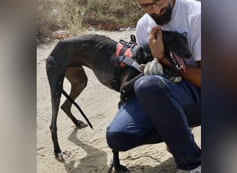 Hank - lässt sich gerne anfassen, zutraulich und freundlich