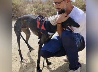 Hank - lässt sich gerne anfassen, zutraulich und freundlich