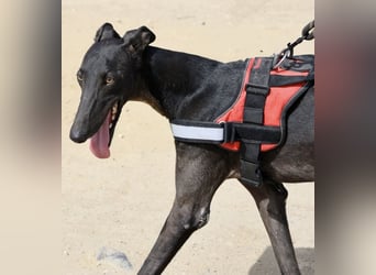 Hank - lässt sich gerne anfassen, zutraulich und freundlich