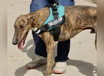 Dolar -  lässt sich gerne anfassen, aufmerksam und lernwillig