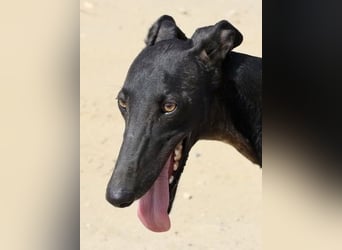 Hank - lässt sich gerne anfassen, zutraulich und freundlich