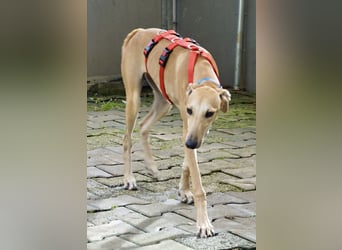 Nora - freundlich, kinderfreundlich und leinenführig / bereits in Deutschland