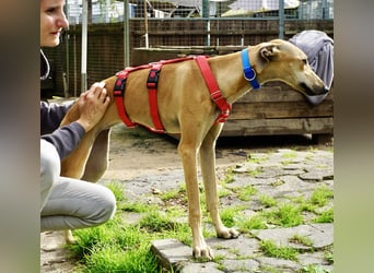 Nora - freundlich, kinderfreundlich und leinenführig / bereits in Deutschland