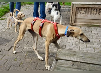 Nora - freundlich, kinderfreundlich und leinenführig / bereits in Deutschland