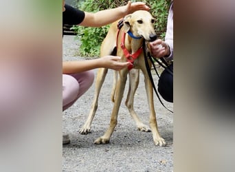 Nora - freundlich, kinderfreundlich und leinenführig / bereits in Deutschland