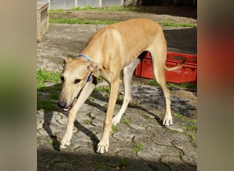 Nora - freundlich, kinderfreundlich und leinenführig / bereits in Deutschland