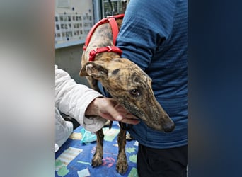 Merlin - freundlich,lernwillig, verspielt und bereits in Deutschland