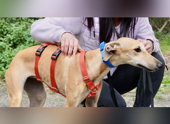 Nora - freundlich, kinderfreundlich und leinenführig / bereits in Deutschland