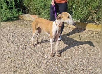 CAROLINA-Lebensfreude pur, sozial, liebevoll, sucht liebevolles Für-immer-Zuhause