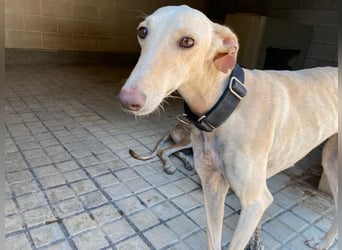 Wunderschöne BLONDI, verschmuste, unaufdringliche, angenehme, freundliche Galga sucht liebes Zuhause