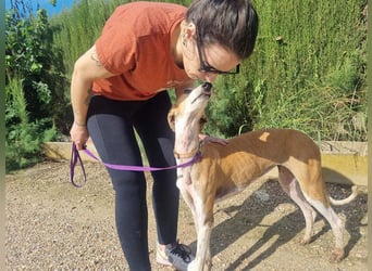 CAROLINA-Lebensfreude pur, sozial, liebevoll, sucht liebevolles Für-immer-Zuhause