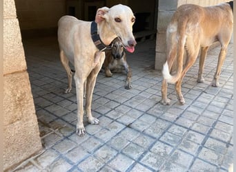 Wunderschöne BLONDI, verschmuste, unaufdringliche, angenehme, freundliche Galga sucht liebes Zuhause