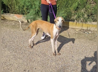 CAROLINA-Lebensfreude pur, sozial, liebevoll, sucht liebevolles Für-immer-Zuhause