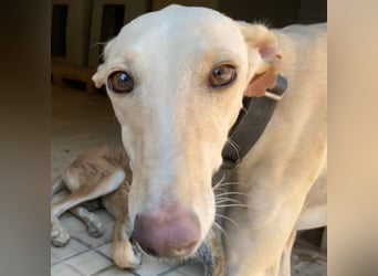 Wunderschöne BLONDI, verschmuste, unaufdringliche, angenehme, freundliche Galga sucht liebes Zuhause