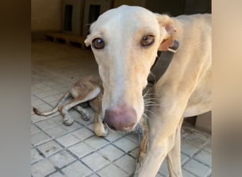 Wunderschöne BLONDI, verschmuste, unaufdringliche, angenehme, freundliche Galga sucht liebes Zuhause