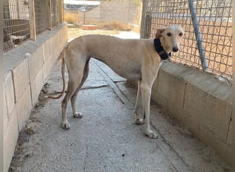 Wunderschöne BLONDI, verschmuste, unaufdringliche, angenehme, freundliche Galga sucht liebes Zuhause