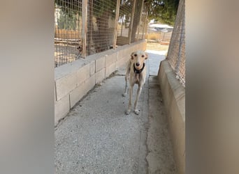 Wunderschöne BLONDI, verschmuste, unaufdringliche, angenehme, freundliche Galga sucht liebes Zuhause