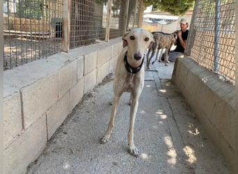Wunderschöne BLONDI, verschmuste, unaufdringliche, angenehme, freundliche Galga sucht liebes Zuhause