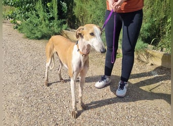 CAROLINA-Lebensfreude pur, sozial, liebevoll, sucht liebevolles Für-immer-Zuhause