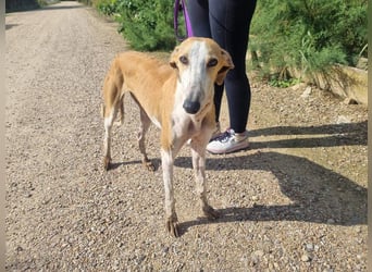 CAROLINA-Lebensfreude pur, sozial, liebevoll, sucht liebevolles Für-immer-Zuhause