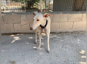 Wunderschöne BLONDI, verschmuste, unaufdringliche, angenehme, freundliche Galga sucht liebes Zuhause