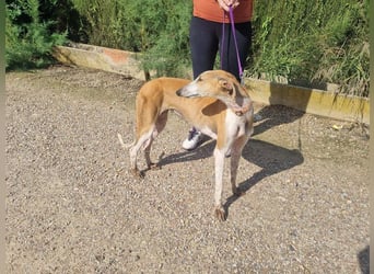 CAROLINA-Lebensfreude pur, sozial, liebevoll, sucht liebevolles Für-immer-Zuhause