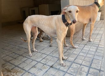 Wunderschöne BLONDI, verschmuste, unaufdringliche, angenehme, freundliche Galga sucht liebes Zuhause