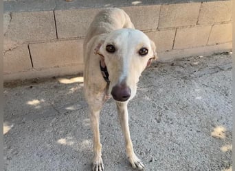 Wunderschöne BLONDI, verschmuste, unaufdringliche, angenehme, freundliche Galga sucht liebes Zuhause
