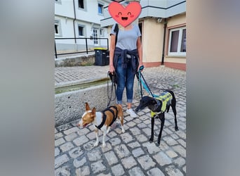 ❤️GRETEL❤️ Bereits auf Pflegestelle in Deutschland