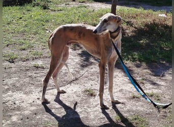 ❤️ FARAON ❤️