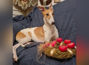 ❤️PAOLA❤️ Auf Pflegestelle in Deutschland