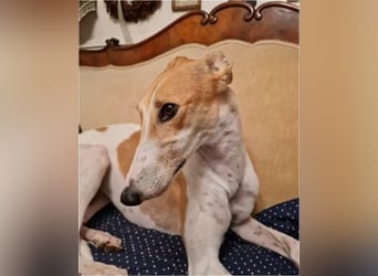 ❤️PAOLA❤️ Auf Pflegestelle in Deutschland