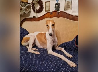 ❤️PAOLA❤️ Auf Pflegestelle in Deutschland