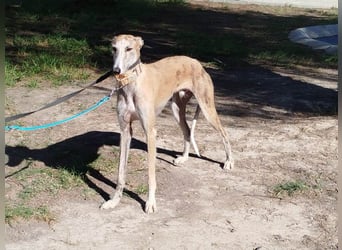 ❤️ FARAON ❤️