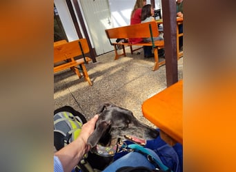 ❤️GRETEL❤️ Bereits auf Pflegestelle in Deutschland