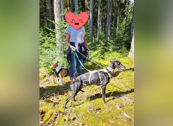 ❤️GRETEL❤️ Bereits auf Pflegestelle in Deutschland