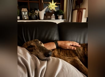 Rudi - befindet sich in einer Pflegestelle in 76593 Gernsbach