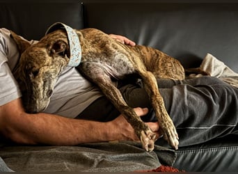 Rudi - befindet sich in einer Pflegestelle in 76593 Gernsbach