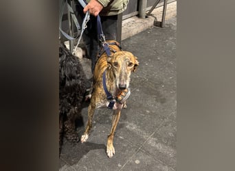 Rudi - befindet sich in einer Pflegestelle in 76593 Gernsbach