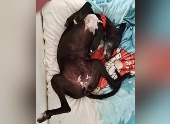Galga Primavera - liebevoll, menschenbezogen und verschmust