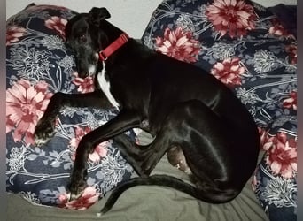 Galga Primavera - liebevoll, menschenbezogen und verschmust