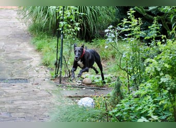 Galga Primavera - liebevoll, menschenbezogen und verschmust
