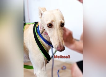 Melissa3 geb. 06/2022 (ESP) - wunderschöne, zurückhaltende Galga!