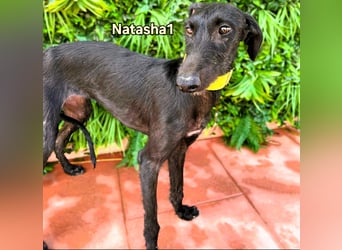 Natasha1 geb. 02/2025 (ESP) - zärtliche und freundliche, junge Galga!