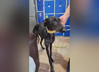 Natasha1 geb. 02/2025 (ESP) - zärtliche und freundliche, junge Galga!